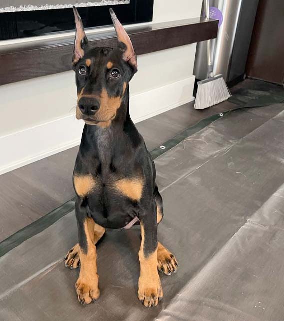 Doberman Pinscher Puppy