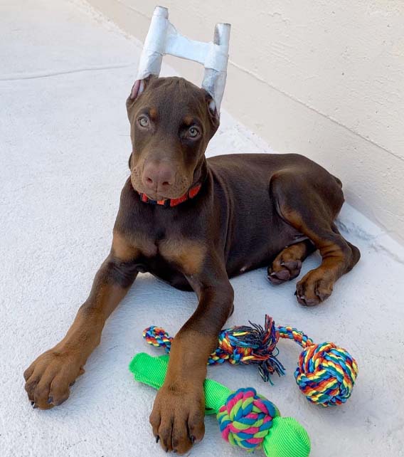 Doberman Pinscher Puppy