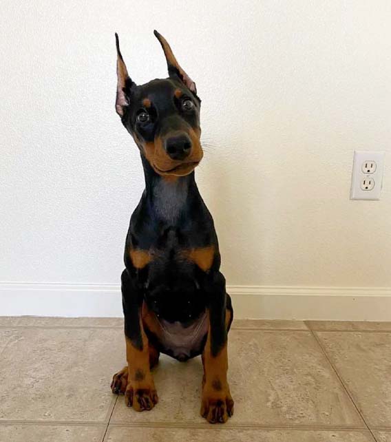 Doberman Pinscher Puppy