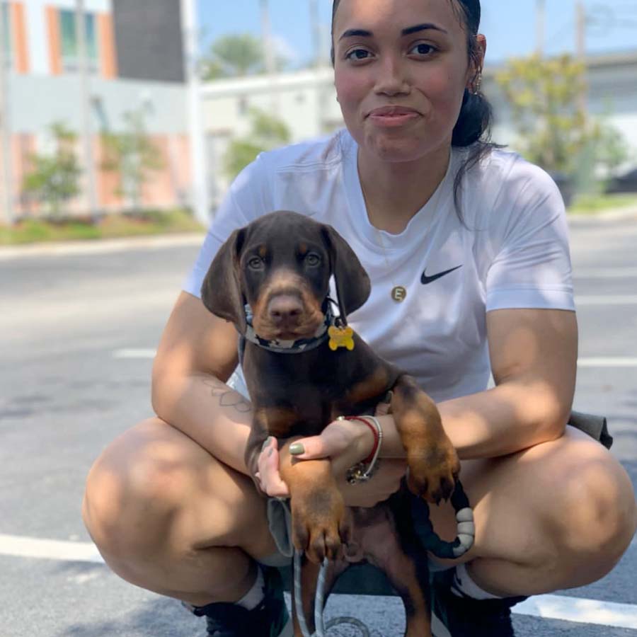 Doberman Pinscher  Puppy